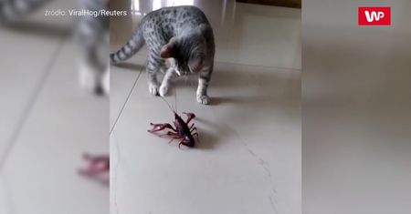 Kot kontra homar. Pierwsze spotkanie