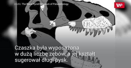 "Żniwiarz śmierci". Odkryli zupełnie nowy gatunek
