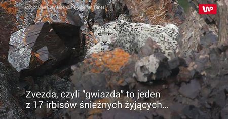 "Różowa pantera" z Syberii. Sfotografowali rzadki okaz
