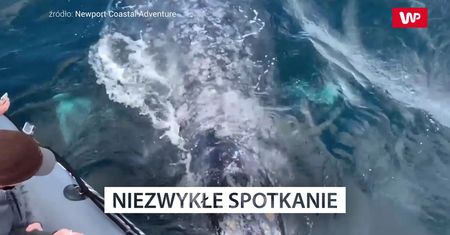 Niezwykłe spotkanie. Oko w oko z pływaczem szarym