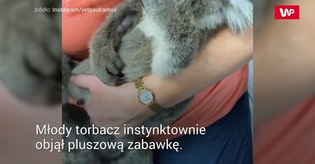 Osierocony koala tuli pluszowego misia. Wzruszające nagranie
