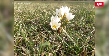 "Wiosna" za oknem. Nadciąga zmiana pogody. Klimatolog jest przerażony