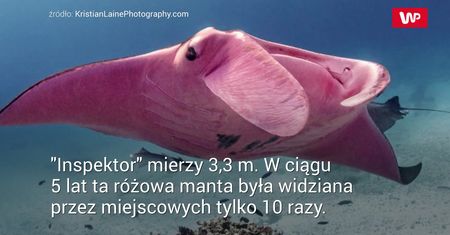 Spotkał diabła morskiego. Tego się nie spodziewał