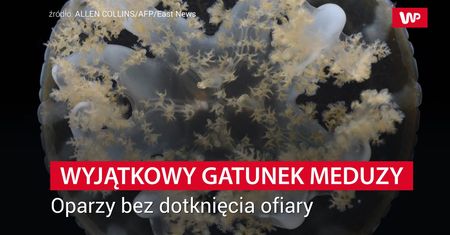 Wyjątkowy gatunek meduzy. Oparzy bez dotknięcia ofiary