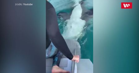 Sympatyczna orka. Nagranie z łodzi wycieczkowej