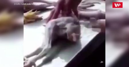 Fabryka mięsa. Tak to się robi w Chinach