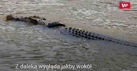 Krokodyl w oponie. Szukają chętnego do uwolnienia gada