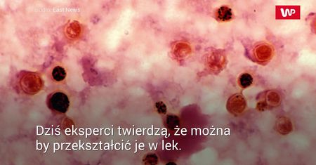 Grzyby w Czarnobylu. Wykazują niezwykłe właściwości