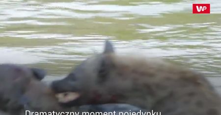 Starcie hien. Brutalna walka samców