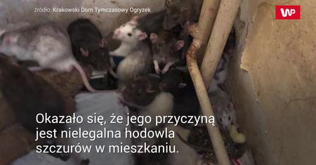130 szczurów w domu. Likwidacja dzikiej hodowli