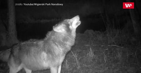 Wilczy zew. Niesamowite nagranie z fotopułapki
