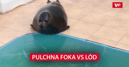 Pulchna foka vs lód