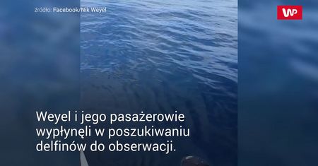 Spotkanie z morskim gigantem. Ekscytacja w sieci