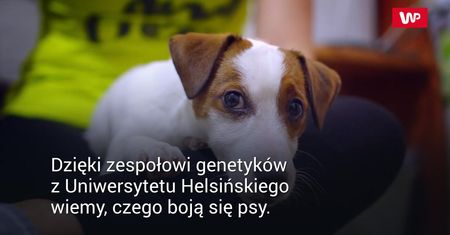 Psie strachy. Te rasy są najbardziej strachliwe