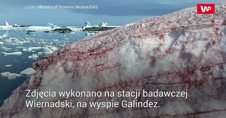 Arbuzowy śnieg. Niesamowite zjawisko na Antarktydzie