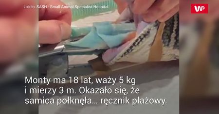 Pyton i zaginiony ręcznik. Nagranie z interwencji