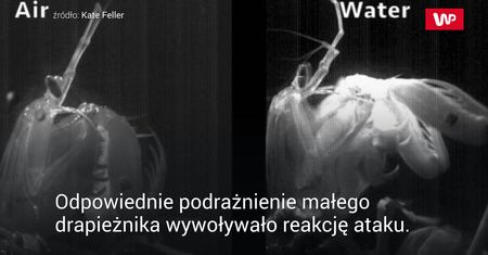 Krewetka modliszkowa. Mały i śmiertelnie groźny skorupiak
