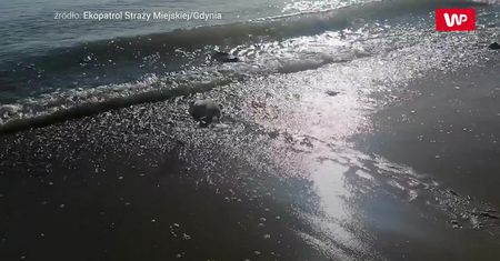 Mała foka nad Bałtykiem. Niespodziewane spotkanie