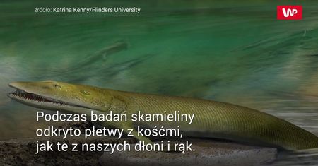Brakujące ogniwo ewolucji. To od nich pochodzi nasza dłoń