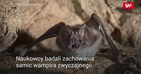 Niezwykłe zachowania nietoperzy. Więzy krwi wampirów