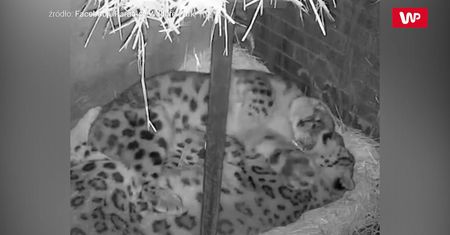 Nocne przytulanie. Słodkie leopardy podbijają internet