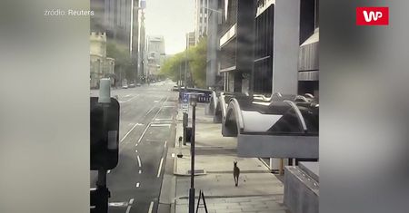 Kangur w wielkim mieście. Zaskakujące wideo z Australii
