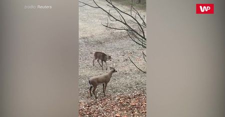 Ustawił sztucznego jelenia. Reakcja prawdziwego była bezbłędna