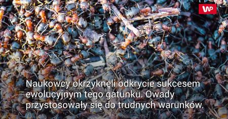 Mrówki kanibale wydostały się z atomowego bunkra