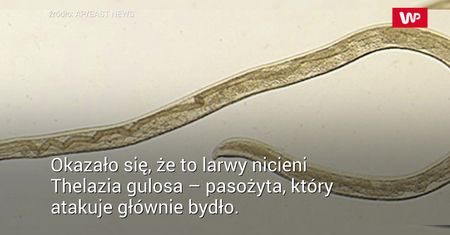 Wbiegła w rój muszek. Po miesiącu przeżyła wstrząs
