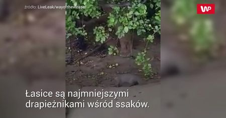 Łasica kontra wąż