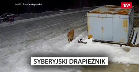 Tygrys we wsi. Policja ostrzega: nie wychodźcie z domu po zmroku