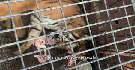 Transport tygrysów. Nagranie obiegło włoskie media