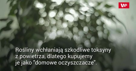 Rośliny a czyste powietrze. Popularny mit obalony