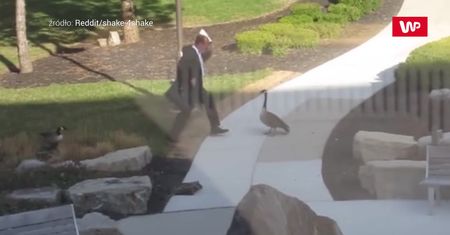 Człowiek kontra gęś. Nagranie świadka