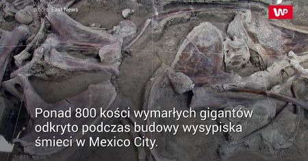 Budowali wysypisko. Ich oczom ukazały się kości gigantów