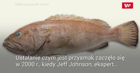 Nowy gatunek dorsza
