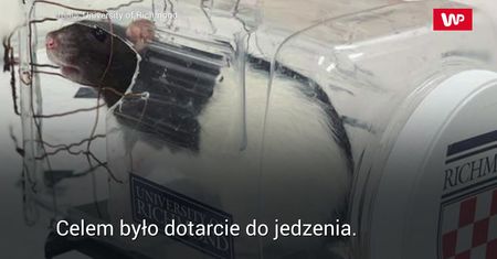 Cała prawda o kierowcach. Wyniki wyjątkowego eksperymentu