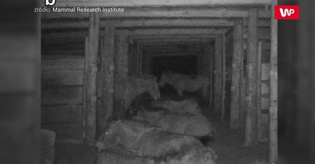Czarnobylska Strefa Wykluczenia. Oto co uchwyciła fotopułapka