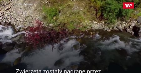 Nagle przebiegły drogę. Niezwykłe nagranie z rezerwatu