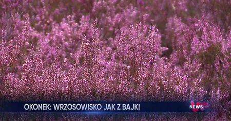 Nadchodzi jesień. Niezwykłe wrzosowisko w Okonku