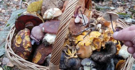 Jesienne zbiory ciekawych grzybów. Pokazał, co miał w koszyku
