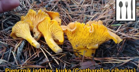 Grzyby w listopadzie. Zobacz, co można znaleźć w lesie