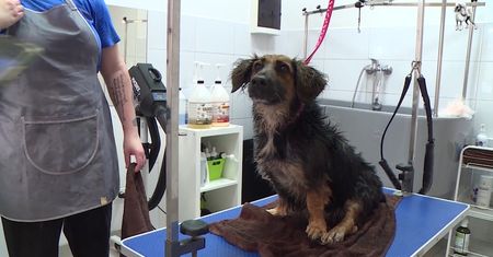 #AdoptujŚwiadomie! Pudelek szuka domu dla niepełnosprawnej Lilki