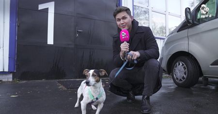 #AdoptujŚwiadomie: Szukamy domu dla pełnego energii Eneja