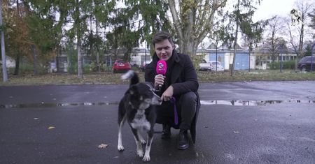 #AdoptujŚwiadomie: Pudelek szuka domu dla przyjaznego Kaziutka