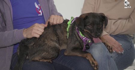 Sprawdzamy, co u Kargula, któremu dzięki akcji Pudelka #AdoptujŚwiadomie udało się znaleźć dom