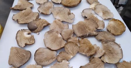 Jadalne grzyby w zimie. Pokazał, co udało mu się znaleźć w lesie