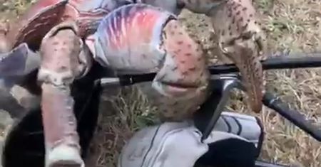 Krab w sportowej torbie. Niecodzienne spotkanie w Australii