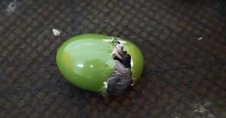 Wykluwa się z jaja. Nietypowe wideo z Ptaszarni zoo w Warszawie