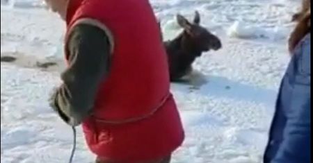 Mały łoś wpadł do rzeki. Konieczna była błyskawiczna akcja ratunkowa